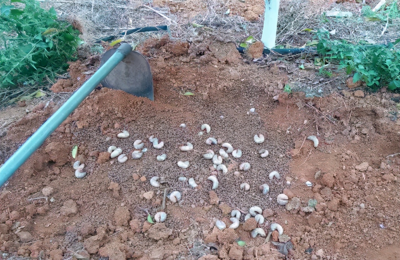 各种作物地下害虫一招解决,庄稼地里的害虫