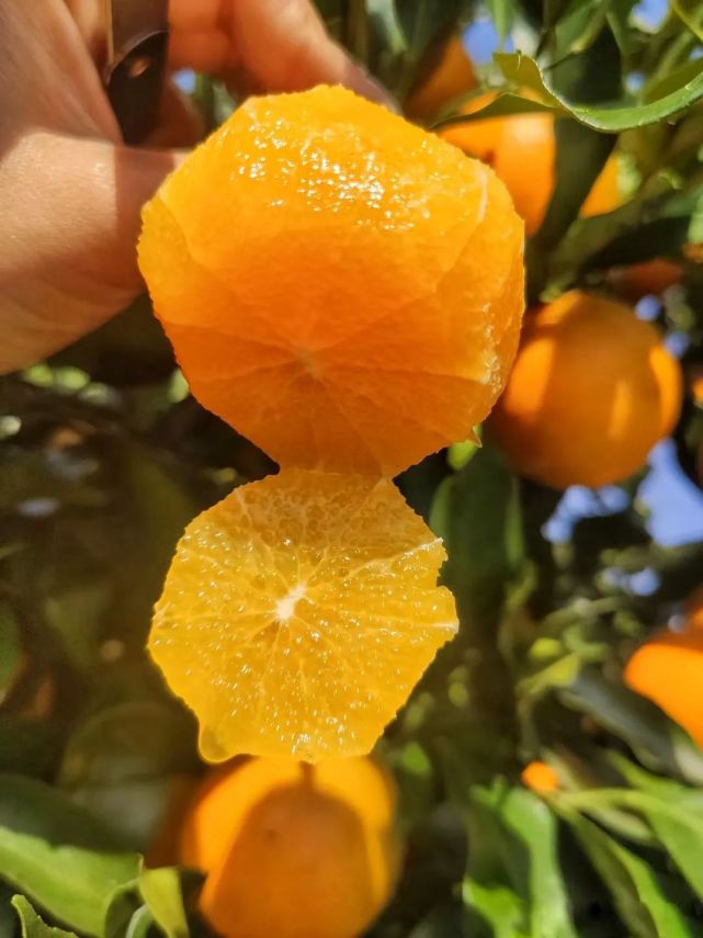 麻阳冰糖橙褚橙,正宗麻阳冰糖橙当季现摘鲜橙