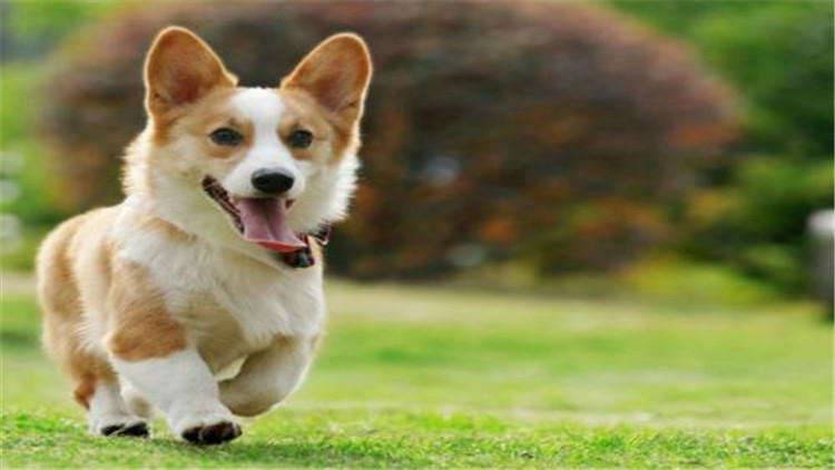 小公犬发情了有什么办法,母宠物犬发情怎么缓解