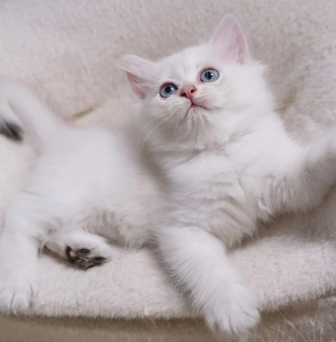 哺乳期的猫咪能不能驱虫,哺乳期的猫咪能不能吃西瓜