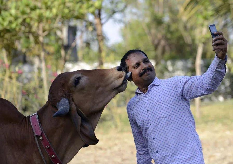 “印度牛人”帕萨纳：44岁富豪抛妻弃子，只为把心爱的母牛娶回家
