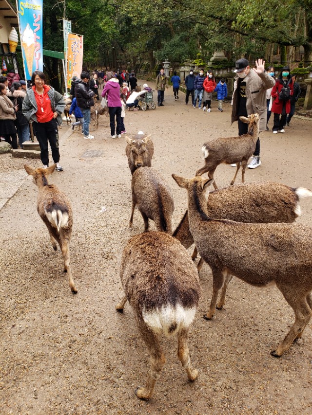 如果你今生只想去一次日本，千万别跟我一样，报这样的旅行团五