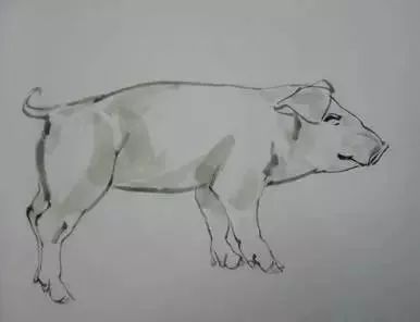 猪年国画：猪的绘画步骤
