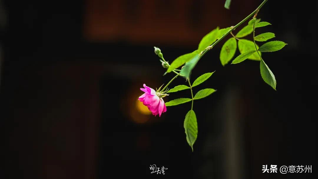 姑苏记艺圃蔷薇,苏州蔷薇艺圃