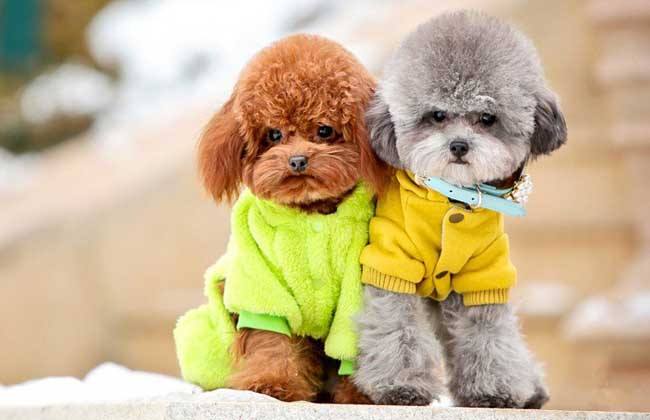 什么颜色的泰迪犬最贵最好,泰迪犬哪种颜色最好看