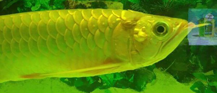 龙鱼水泡病可以下盐吗,龙鱼头部水泡怎么治疗