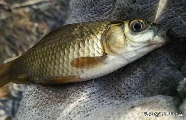 拉饵微离底钓法,拉饵破丝怎样操作