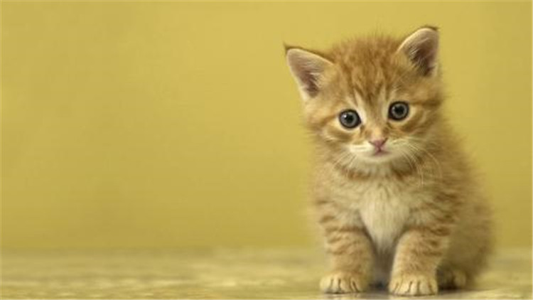 准备怀孕养猫的好处和坏处,家里养猫养狗的好处和坏处