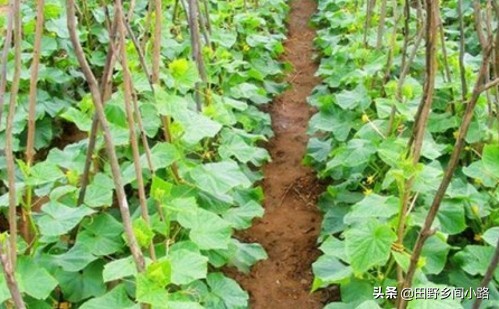 露天黄瓜地膜种植方法视频,山东黄瓜露天种植时间和方法