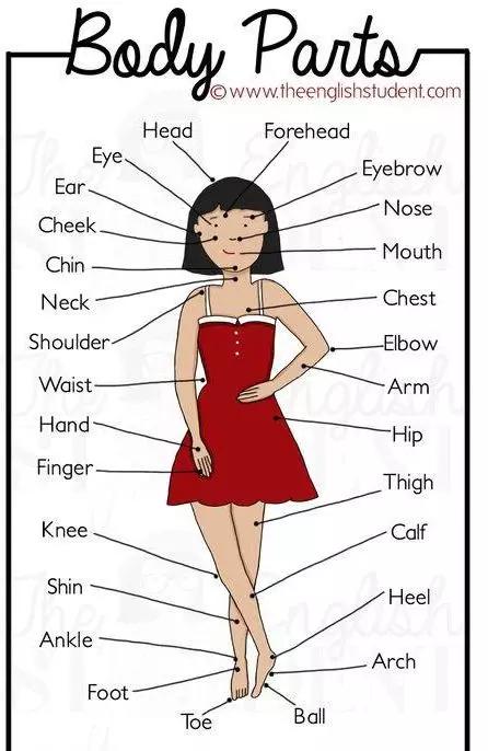 常见身体部位的英语词,人体各部位英语学习