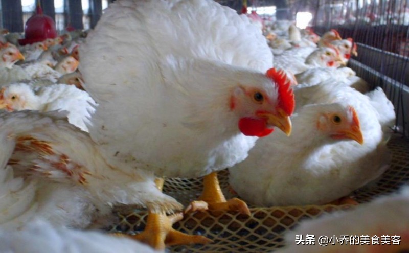 十年鸡头胜砒霜视频,十年鸡头胜砒霜是什么意思