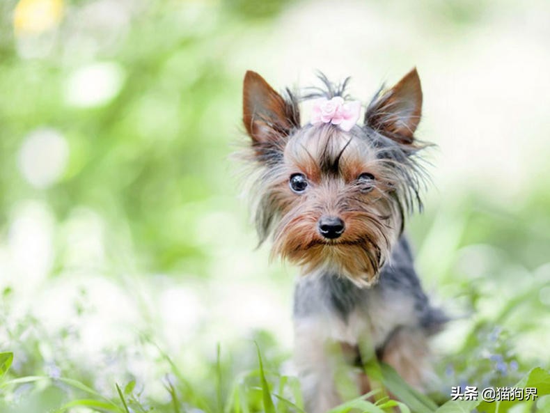短毛的狗掉毛厉害吗,短毛掉毛少的狗