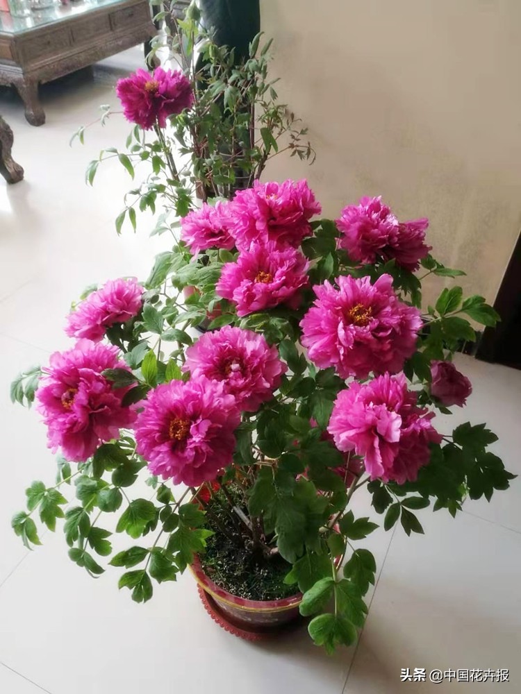 最好听的花的名字,100个好听的花名字