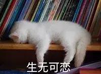 关于猫的100个冷知识和方法,3-6岁动物冷知识