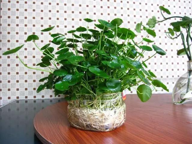 用塑料瓶做养花神器的喷壶怎么做,塑料瓶养花神器