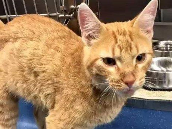 胖橘离奇暴瘦15斤，了解后才知，原是陪伴猫咪长大的柴犬过世了