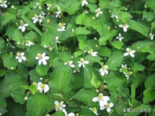 什么草可以消炎杀菌杀虫,有一种草消炎杀菌