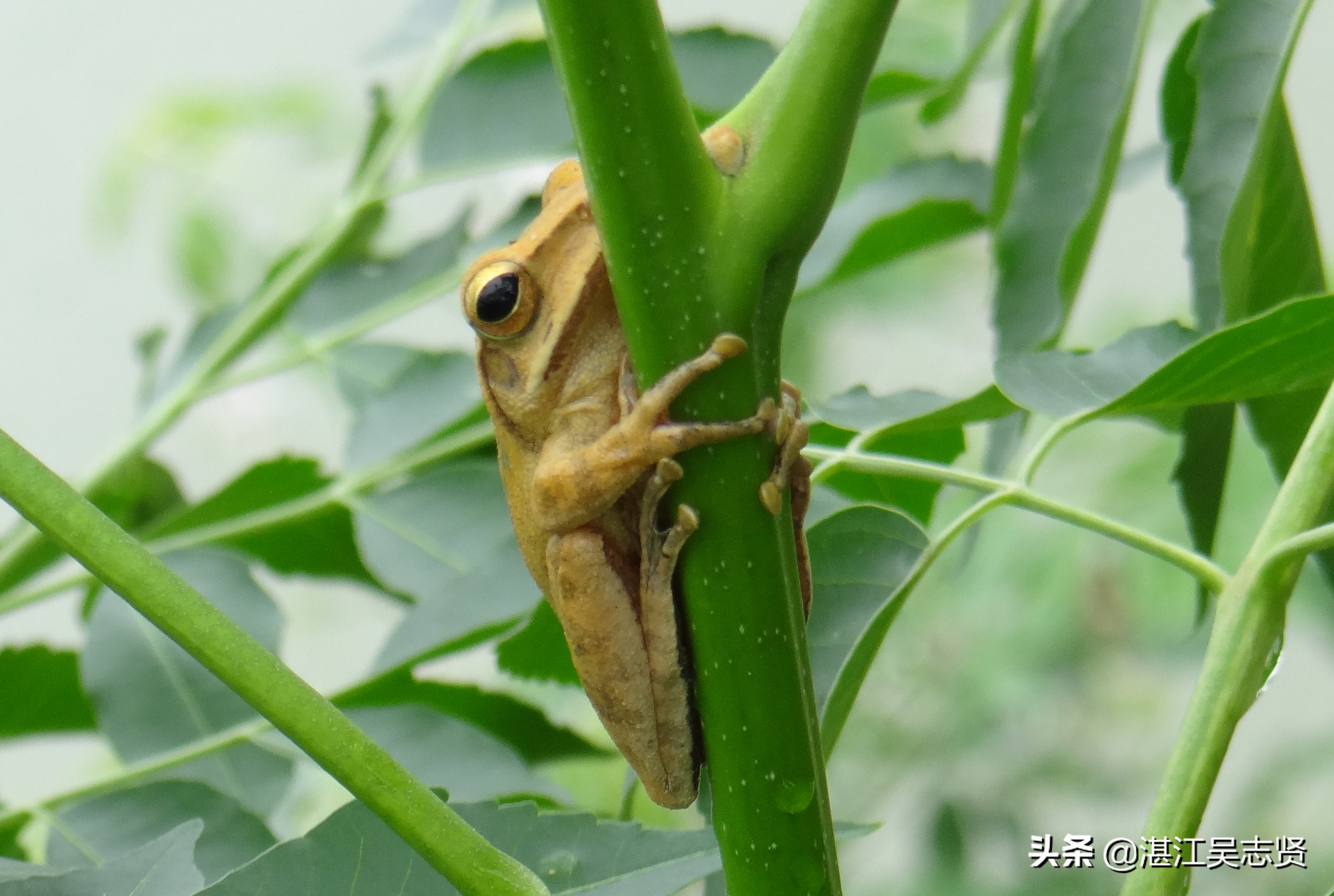 林蛙繁衍方式,什么蛙在树上繁殖