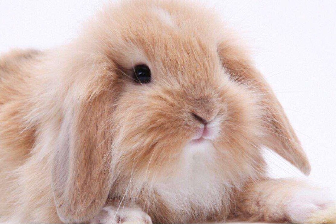 养兔经验兔子吃毛怎么治疗,宠物兔兔子要怎么养才能长壮长胖