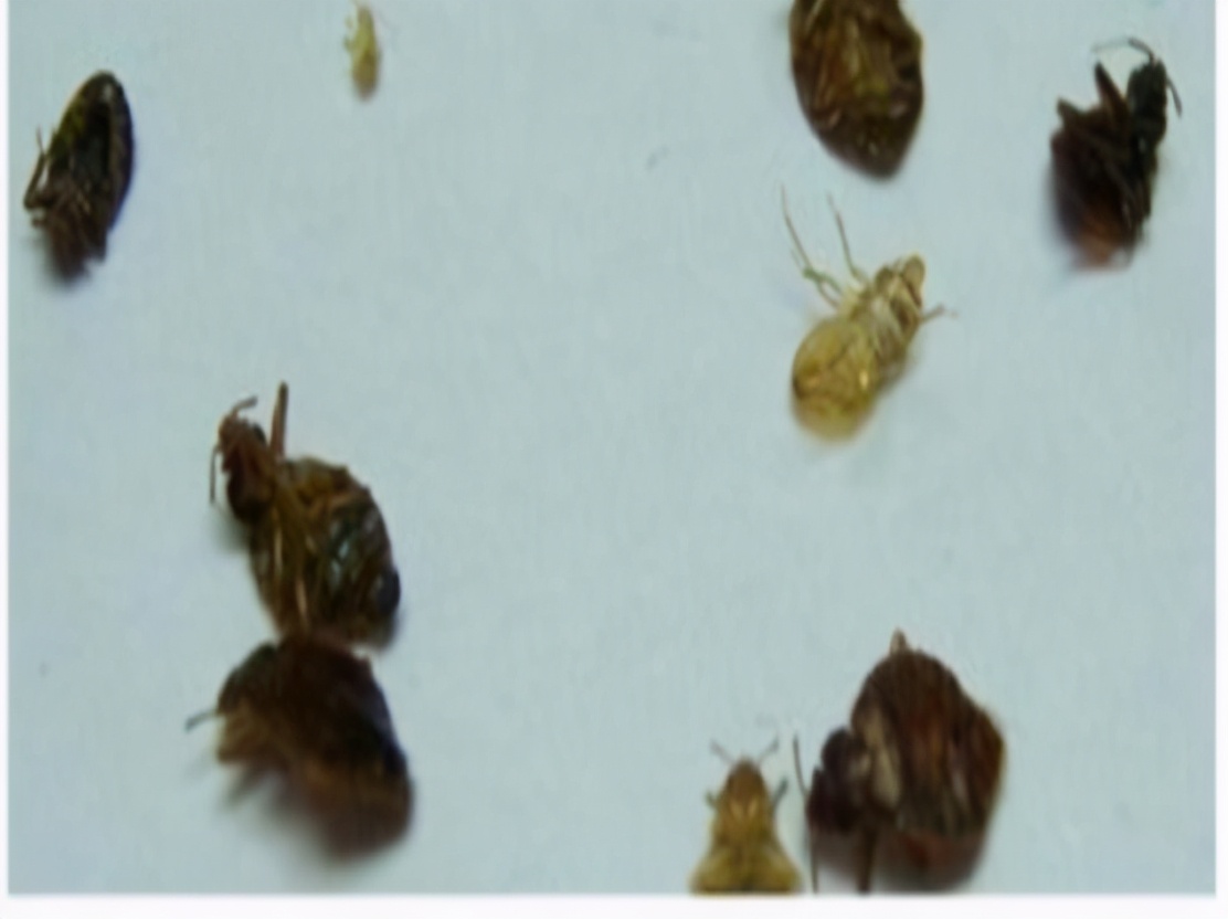 阴虱怎么治疗阴虱最怕什么,阴虱什么情况才会感染