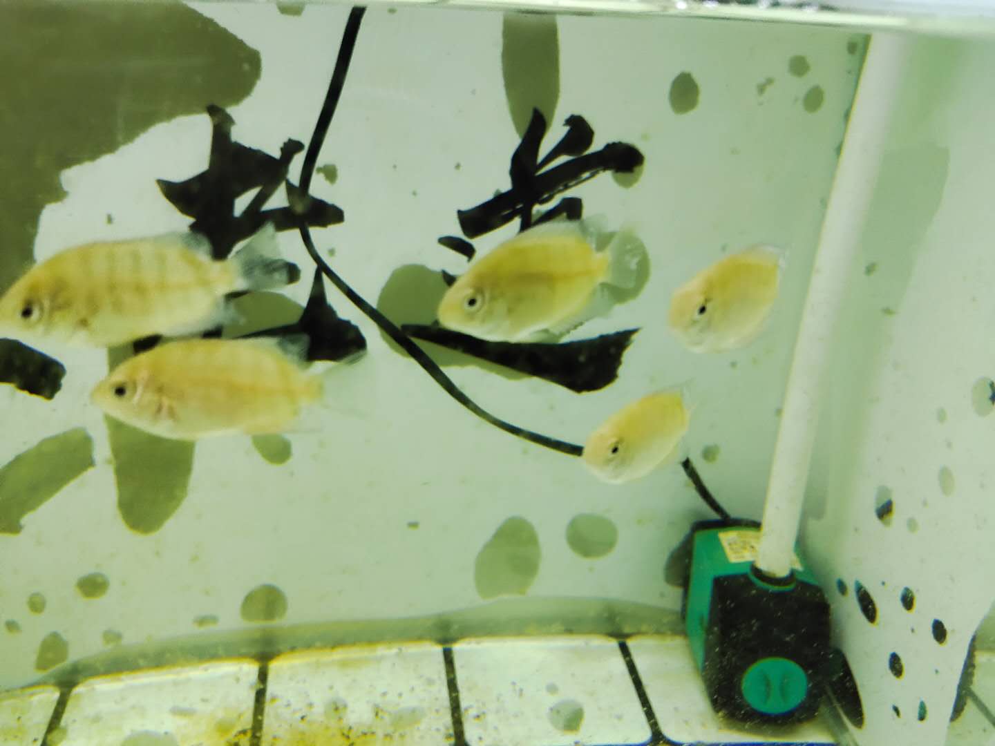 菠萝鱼有白点病怎么办,小菠萝得了什么病还能活多久