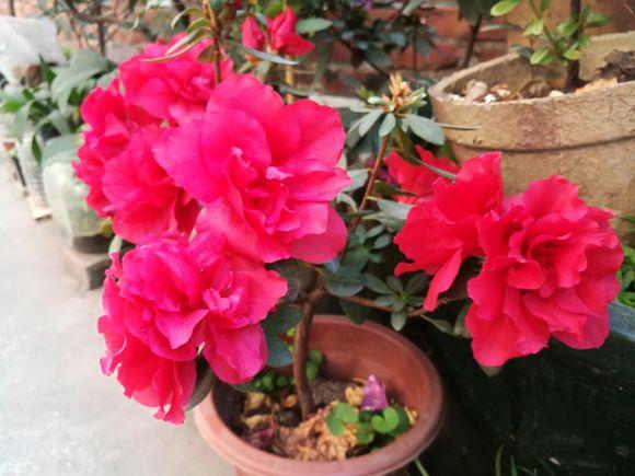 刚从花市回来的杜鹃怎么处理,刚种的杜鹃叶子枯萎