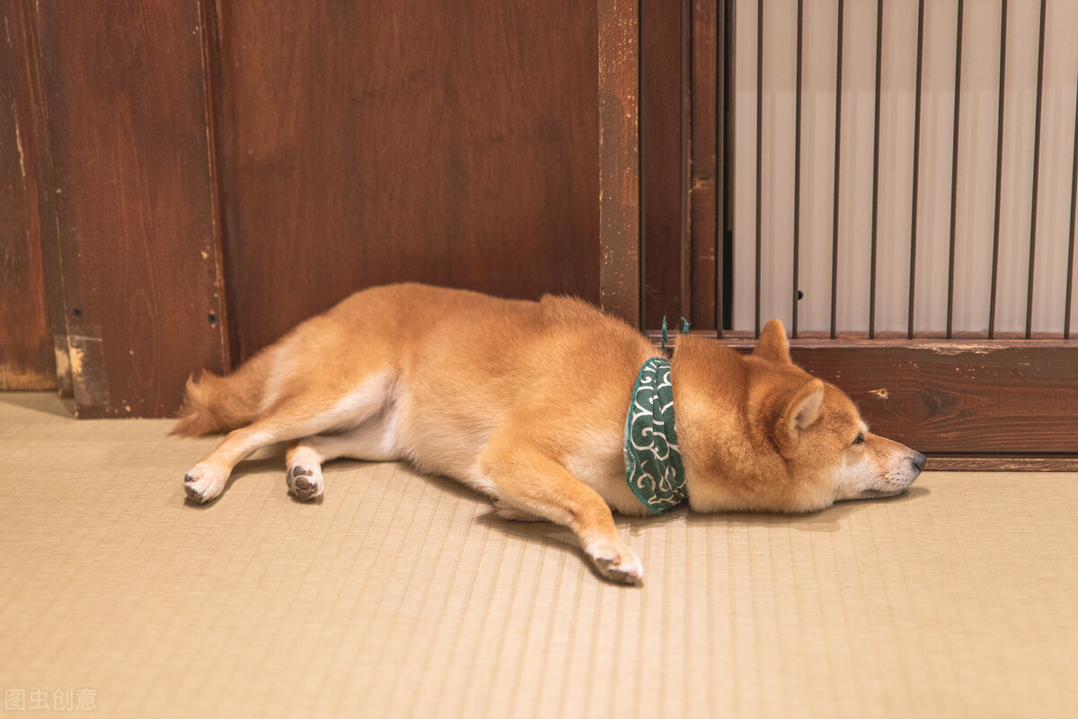 为什么不能养日本柴犬呢,柴犬有什么优点怎么那么呆萌可爱