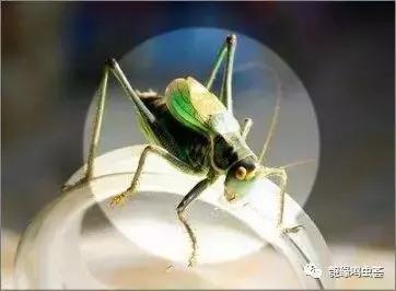 怎么样正确挑选蝈蝈,挑选蝈蝈最佳方法