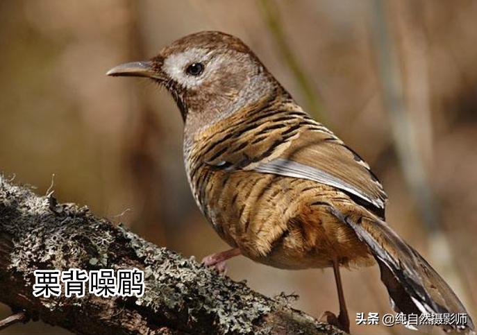 画眉品种有哪些,画眉科的鸟类大全