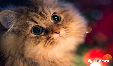 猫咪得尿结石,猫咪如果有尿结石怎么治疗