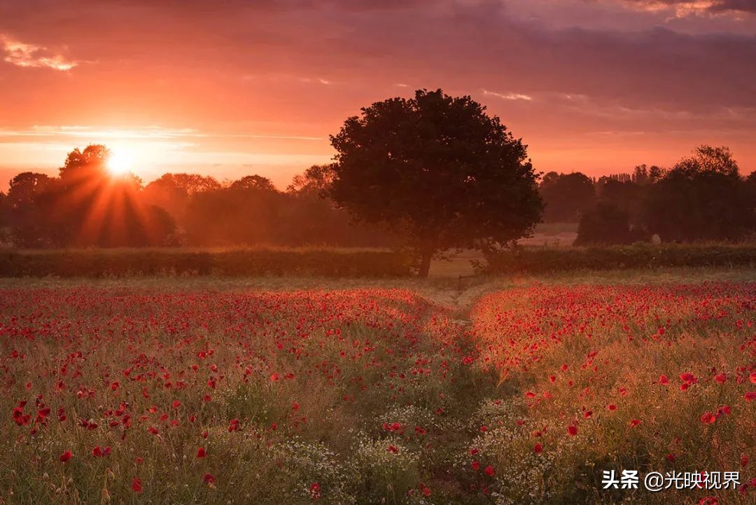 野花的风景,2020国际风景摄影大赛获奖作品