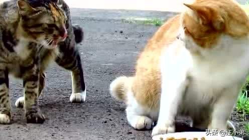 刚养回家的小猫猫怕生咋办,带小猫回家大猫一直哈气怎么办