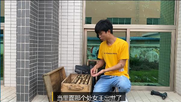 正常蜂群起王台的方法,蜂群老蜂多怎么办