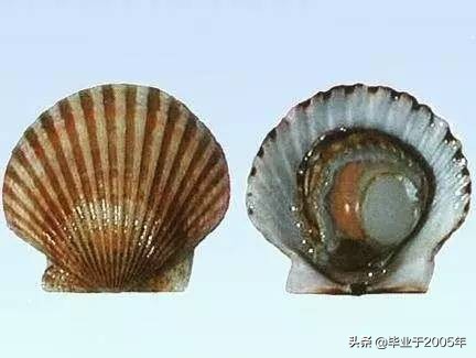 大连鱼市海鲜贝类品种,大连贝类海鲜图片大全