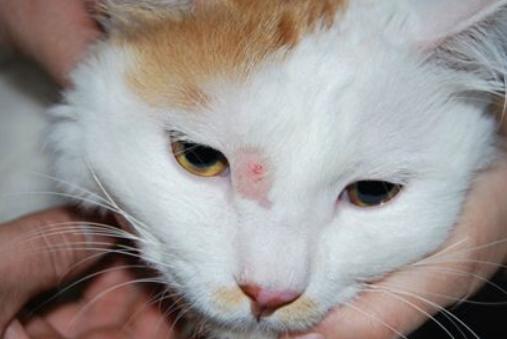 月亮睡了你不睡，你是秃头小宝贝！为啥猫咪每天熬夜没见秃头呢？