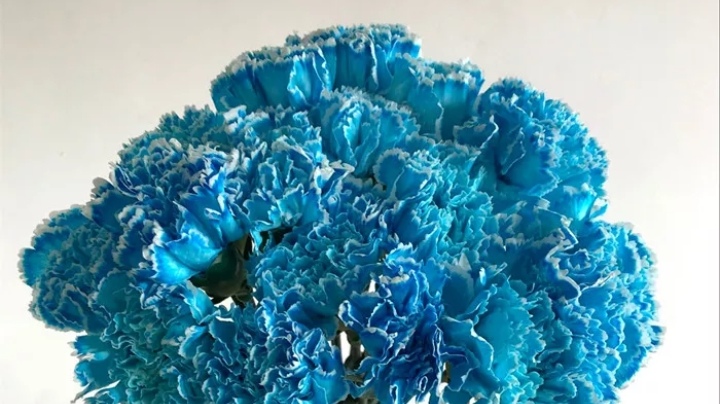 五种常见花材有什么颜色,常见绿色花材