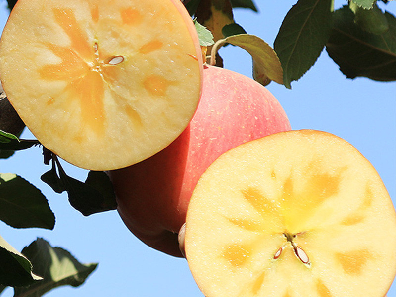 12月苹果哪里的产地最好吃,全国品质最好的苹果产区