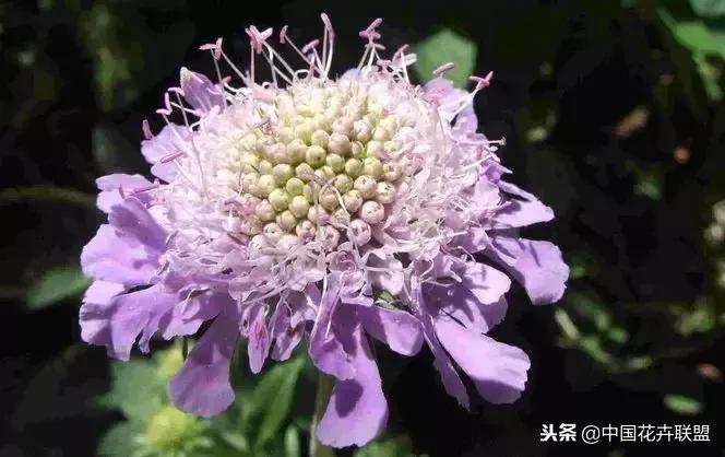 100种鲜花的花语樱花,100种不同花的花语