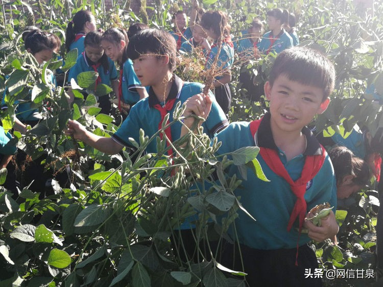 延安甘泉：播种绿色希望，收获金色成长——记甘泉县第三小学综合实践活动