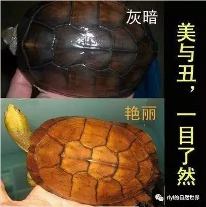 黄喉拟水龟注意事项,黄喉拟水龟种类区别
