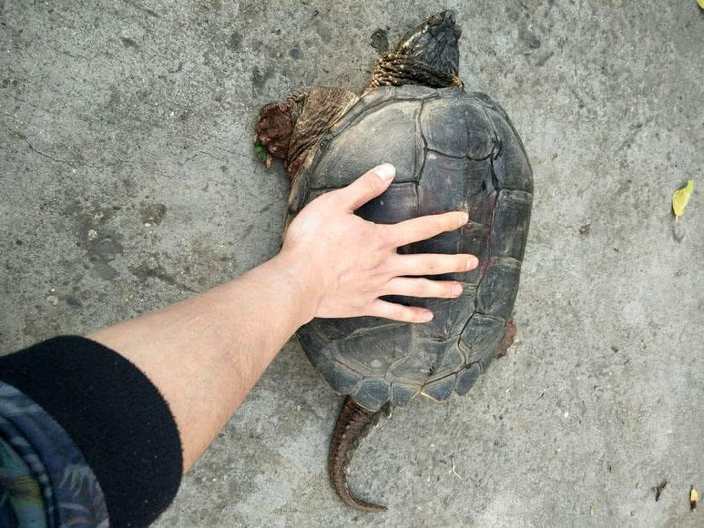 钓了这么多年鱼,有人钓到100多斤的大鳄龟