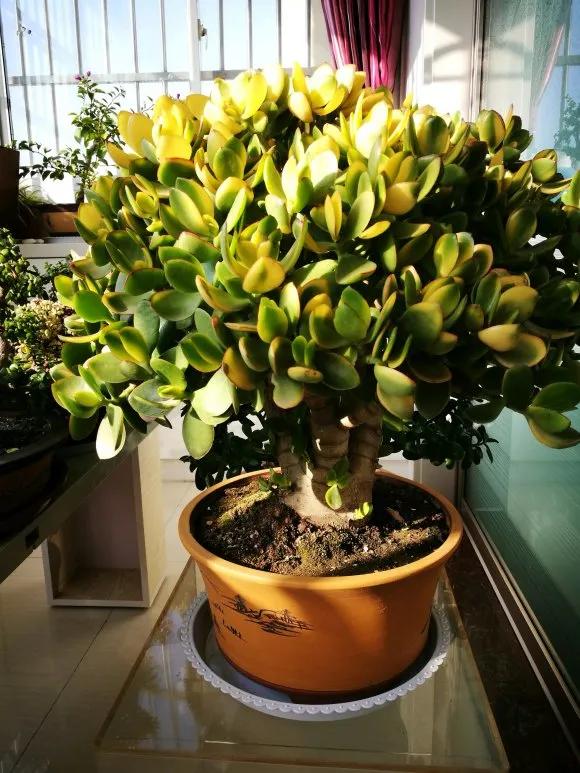 玉树最怕晒什么,玉树最怕冻几年