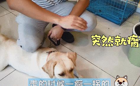 拉布拉多突然瘸了,拉布拉多腿突然瘸了能自己恢复吗