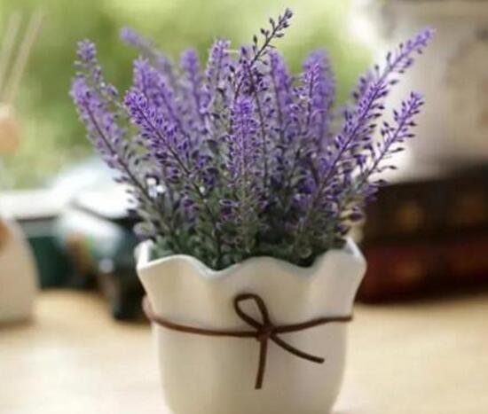 薰衣草怎么养开花图片,薰衣草怎么养最好