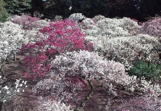 百花齐放的尸魂界，说说《死神》漫画中以“植物”来命名的斩魄刀