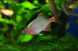 冷水鹦鹉鱼和锦鲤哪款更好养,锦鲤适合和哪些观赏鱼一块儿养