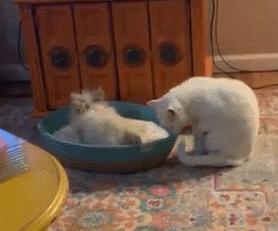 兔子霸占猫窝,兔子霸占领地