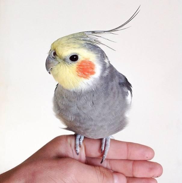 所有品种的玄凤鹦鹉图片,最常见的玄凤鹦鹉种类