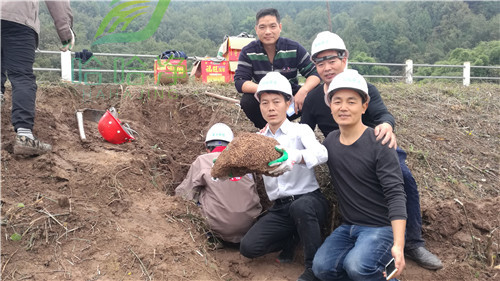 重庆公园白蚁防治小妙方,重庆灭白蚁的最好方法