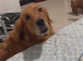 训练兴奋狗狗,训练犬的兴奋方法